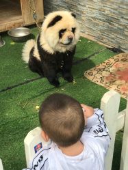 -上美四季动物农场