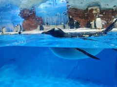 -海合安成都极地海洋公园