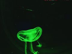 -暹罗海洋世界