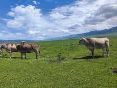 -新疆那拉提国家旅游度假区