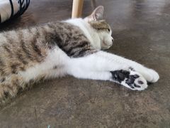 -喵屿·大理花园猫咖