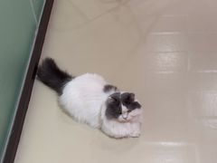 -三花喵·撸猫购宠·宠物生活馆(虹桥南丰城店)