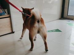 -艾贝尔宠物医院·24H转诊中心·肿瘤猫专科(江宁双龙店)