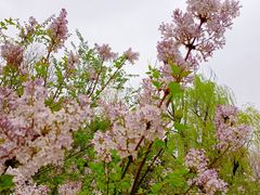 -洛阳市隋唐城遗址植物园