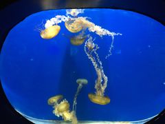 -烟台海昌鲸鲨海洋公园