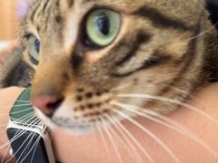 -瑞鹏宠物医院·骨科·猫科·内科(第一中心)
