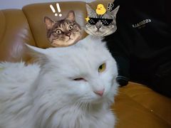 -宠福鑫康馨动物医院·骨科·眼科