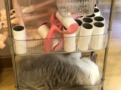 -猫咪派对(江南西店)