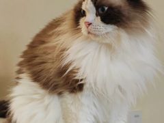 -滚猫咖啡·猫咖·猫友好撸猫(未来城店)