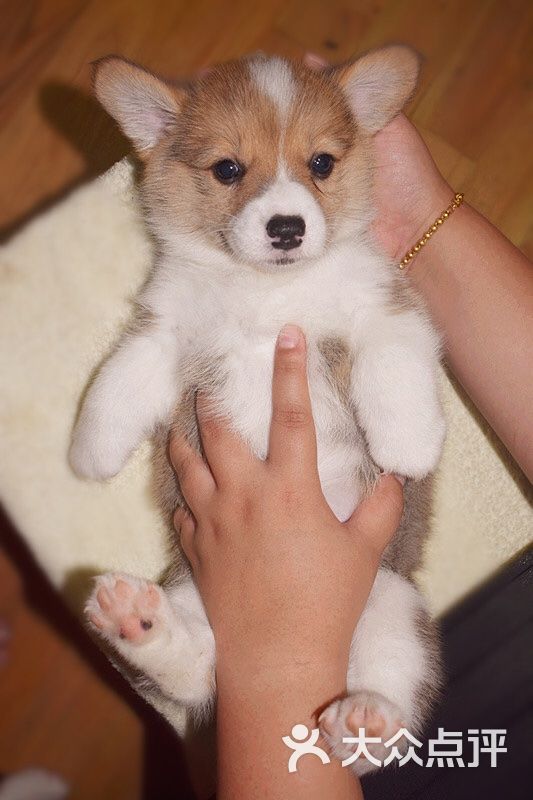 家养柴犬柯基