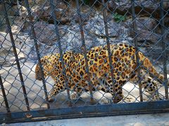 -大连森林动物园