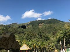 -西双版纳原始森林公园