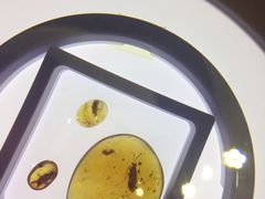 -上海昆虫博物馆