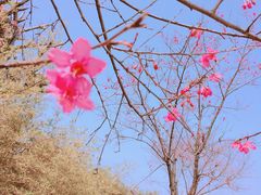 -天适樱花悠乐园
