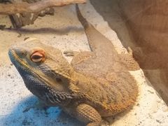 -喵园·猫主题咖啡厅·撸猫·猫咖(国贸店)