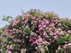 -国家植物园