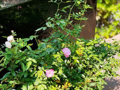 -肴约·花园式餐厅(湖里店)
