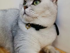-李小姐の猫咖啡馆(五角场店)