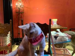 -猫色咖啡·猫咖