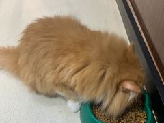 -藏猫猫咖啡主题馆(中央大道店)