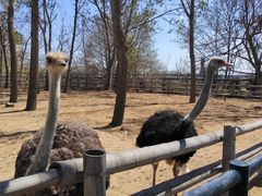 -大连森林动物园