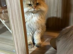 -白兔子密室(长寿路店)
