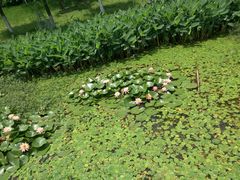 android_upload_pic-艾溪湖湿地公园