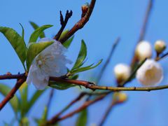 -南国桃园旅游度假区