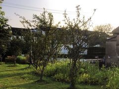 -黎里古镇