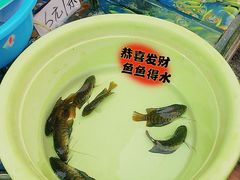 -清平路水族市场