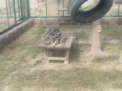 -新疆天山野生动物园