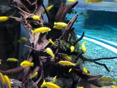 -迪拜水族馆及水下动物园