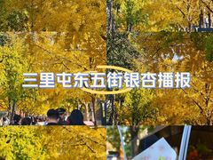 -三里屯东五街银杏大道