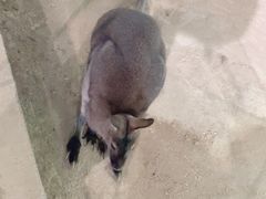 -萌宠奇缘