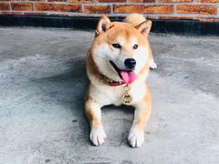 -柴犬高等学院·狗咖·柴犬售卖·宠物训练