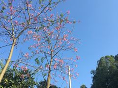 -火炉山森林公园
