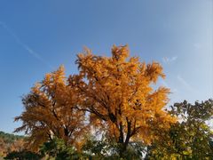 -泰山风景名胜区-普照寺