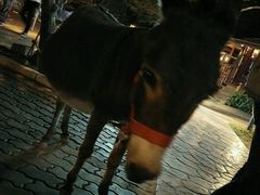 -清迈夜间动物园