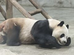 -栾川竹海野生动物园