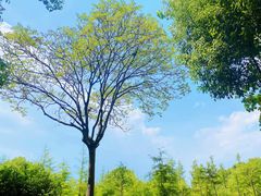 -合肥滨湖国家森林公园