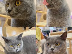 -猫咪派对(江南西店)