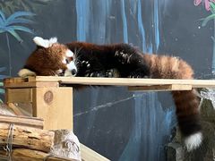 -绿色星球动物主题公园