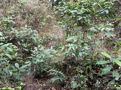 -火炉山森林公园