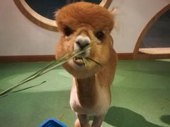 -藦茜花园宠物主题亲子互动体验馆(国顺东路店)
