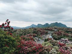 -贵州百里杜鹃风景名胜区