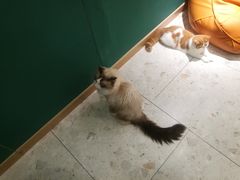 -飞行喵MR PILOT|猫舍·猫咖(静安大融城店)