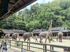 -野象谷景区
