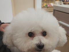 -艾贝尔宠物医院 ·中兽医·宠保定点(北门桥店)