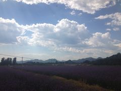 -北京东方普罗旺斯薰衣草庄园