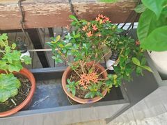 -安琳acKONA咖啡(市南店)